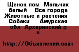 Щенок пом. Мальчик белый  - Все города Животные и растения » Собаки   . Амурская обл.,Архаринский р-н